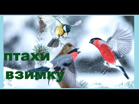 ПТАХИ ВЗИМКУ | Заняття для дошкільнят ПТАХИ ВЗИМКУ | Заняття для дошкільнят