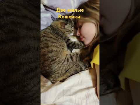 Кошечка Теся, и её любимая хозяйка Вот такая любовь #cat #смешнаякошечка
