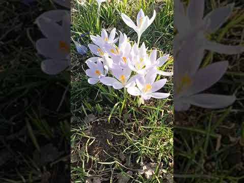 С ПРАЗДНИКОМ ВЕСНЫ 