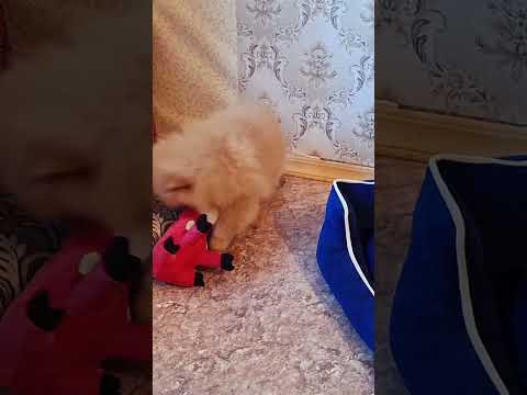 Шпиц расправляется с игрушкой