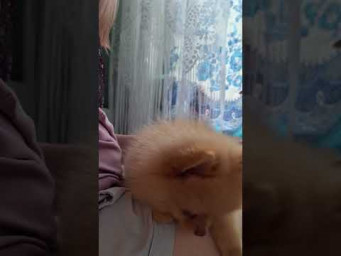 Мой милый маленький щеночек шпица