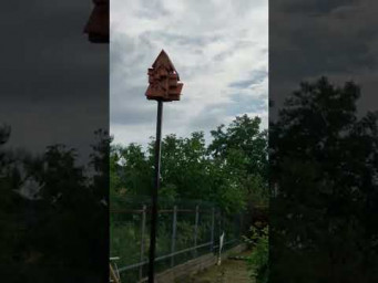 А кто-то говорил что скворцы не живут в общежитие !