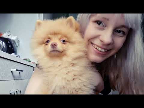 Хэппи 4 месяца заказали пиццу Vlog Хэппи 4 месяца заказали пиццу Vlog