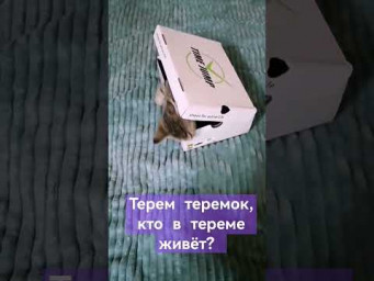 Милые кошечки