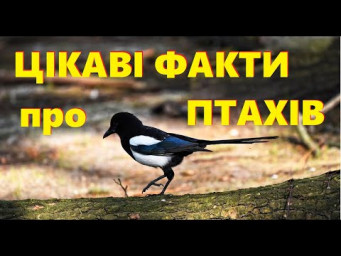 Загадки та цікаві факти про птахів України