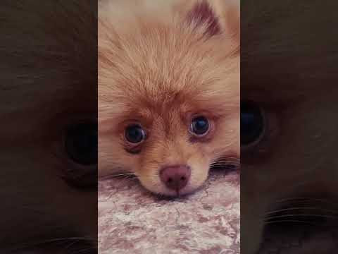 Мой щеночек