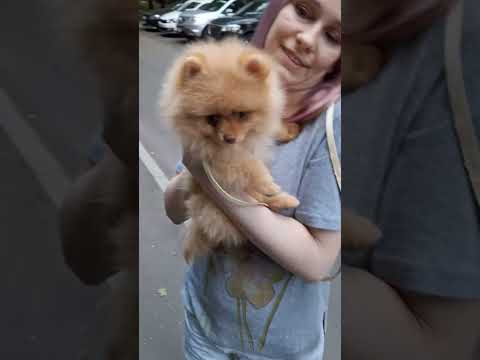 Моя первая прогулка со шпицем