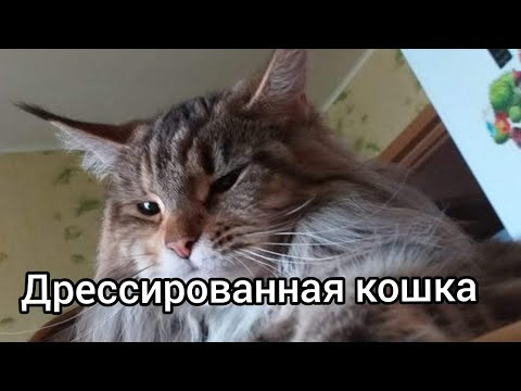 Мейн-кун жгет. Дрессированная кошка)