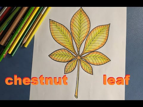Как нарисовать лист каштана | How to draw a chestnut leaf Как нарисовать лист каштана | How to draw a chestnut leaf