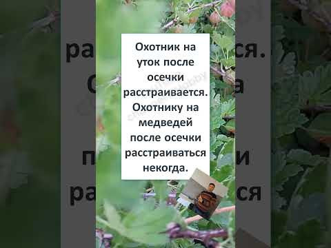 ПОДПИШИСЬ❤️#humor #юмор #смех #мем #шутка #шуточное #смешно #прикол #memes #comedy #НА ОХОТЕ #Shorts ПОДПИШИСЬ❤️#humor #юмор #смех #мем #шутка #шуточное #смешно #прикол #memes #comedy #НА ОХОТЕ #Shorts