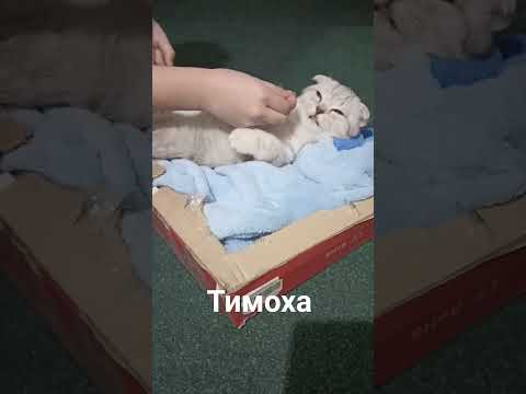 Тимоха Тимоха