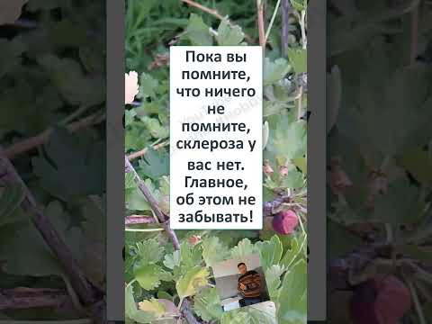 #юмор #прикол #шуточное #Я не Я, и ТЁЩА не МОЯ! #юмор #прикол #шуточное #Я не Я, и ТЁЩА не МОЯ!