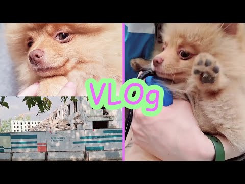 VLOg Гуляем с Хэппи