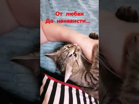 Кошечка Теся, кусается, от избытка чувств.., наверное... #cat #смешнаякошечка Кошечка Теся, кусается, от избытка чувств.., наверное... #cat #смешнаякошечка