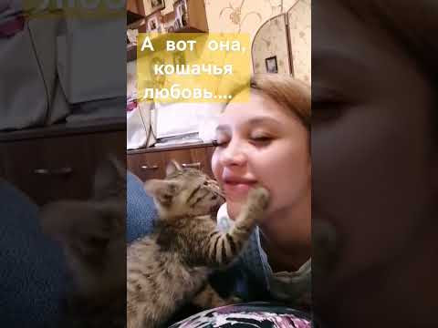 милые кошечки милые кошечки