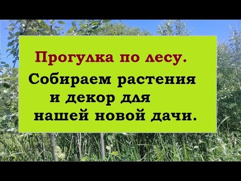 Летние каникулы. Прогулка по лесу. Многолетние растения для клумбы. Моя дача. Летние каникулы. Прогулка по лесу. Многолетние растения для клумбы. Моя дача.
