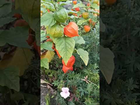 Краски осени 