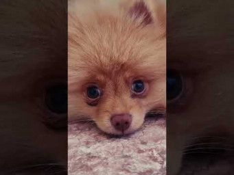 Мой щеночек