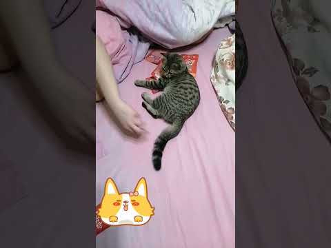смешные кошечки смешные кошечки