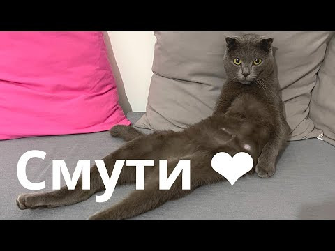Потеря друга. Как пережить смерть питомца. Памяти Smoothie Потеря друга. Как пережить смерть питомца. Памяти Smoothie