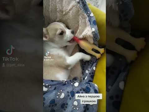 Наша улюблениця Айна та її перша іграшка