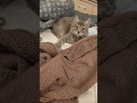 коли залишила роботу на хвилинку #knit #knitting #handmade #вязание #knittipgpattern