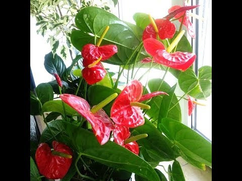 Антуриум цветёт как сумасшедший, открываю секреты. Антуриум цветёт как сумасшедший, открываю секреты.
