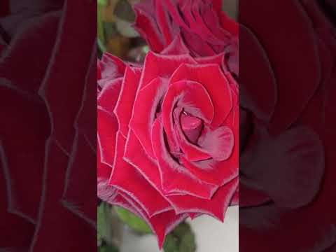 Роза-королева цветов #роза #королевацветов #music #cover #song Роза-королева цветов #роза #королевацветов #music #cover #song