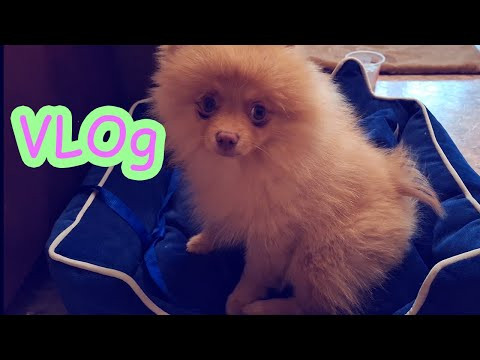 Хэппи заболел кашель у щенка Vlog