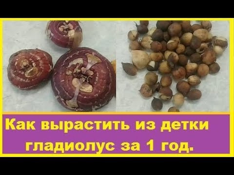 Как я выращиваю из деток гладиолусы за 1 год. Как я выращиваю из деток гладиолусы за 1 год.