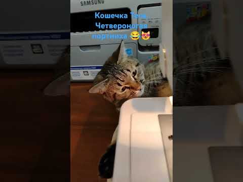 Смешная кошечка Теся, помощница - портниха
