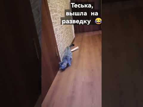 смешные кошечки. Наши домашние животные смешные кошечки. Наши домашние животные