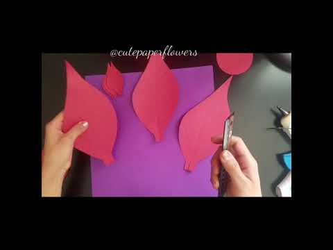 Poinsettia 2