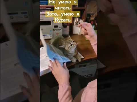 Смешные кошечки Смешные кошечки