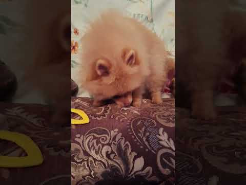 У Хэппи режутся зубки