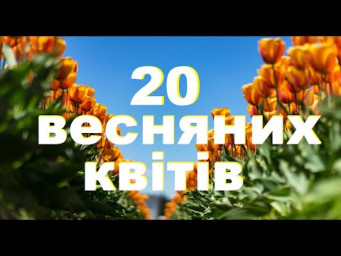 Знайомство з весняними квітами | 20 першоквітів