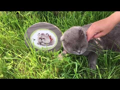 Готовая работа. Алиса Басик - охотник Готовая работа. Алиса Басик - охотник