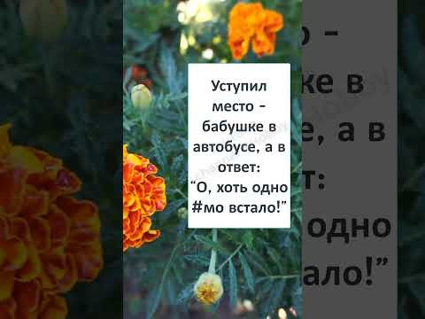 #шутки #юмор #смешно #ржач #БАБУШКИ в АВТОБУСЕ - ОСОБАЯ КАСТА! #шутки #юмор #смешно #ржач #БАБУШКИ в АВТОБУСЕ - ОСОБАЯ КАСТА!