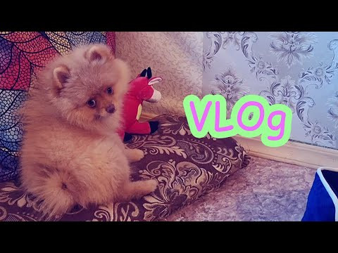 Мой свирепый шпиц VLOg