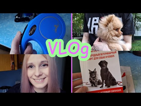Купили новую рулетку с поводком VLOg