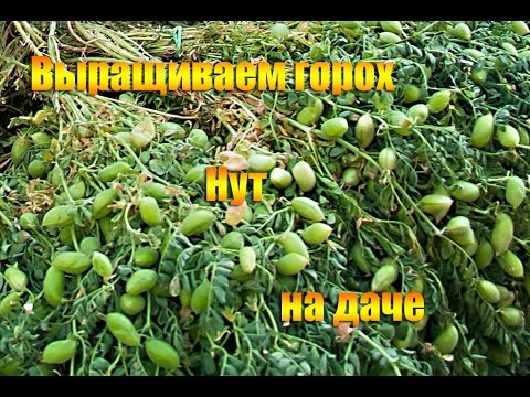 Выращиваем горох Нут на даче Выращиваем горох Нут на даче