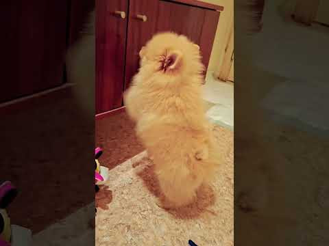 Щенок шпица ищет клад