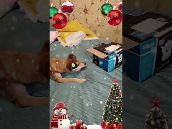 Весёлые зверята Рыжуля и Теся