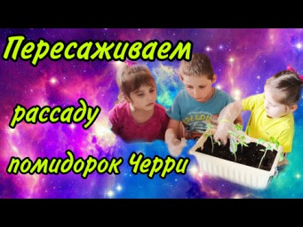 Пересаживаем рассаду помидорок. 