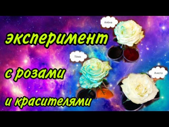 Эксперимент с белыми розами и красителями
