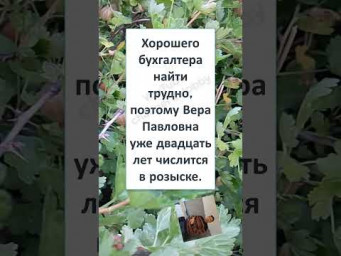 ПОДПИШИСЬ❤️#humor #юмор #смех #мем #шутка #шуточное #смешно #АЛЛО, а ВЕРУ ПАВЛОВНУ МОЖНО? #Shorts