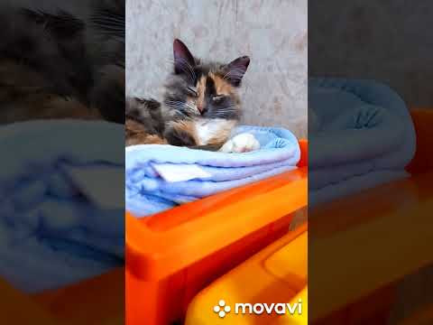 Хозяйка в доме! Где хочет, там и спит!!! Кошка Леся