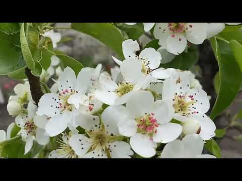 Один раз в год сады цветут... Один раз в год сады цветут...