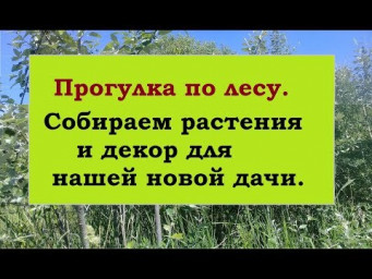 Летние каникулы. Прогулка по лесу. Многолетние растения для клумбы. Моя дача.