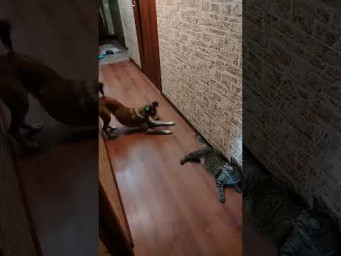 Очень хочется играть... #милота #домашниеживотные #собака #cat #dog